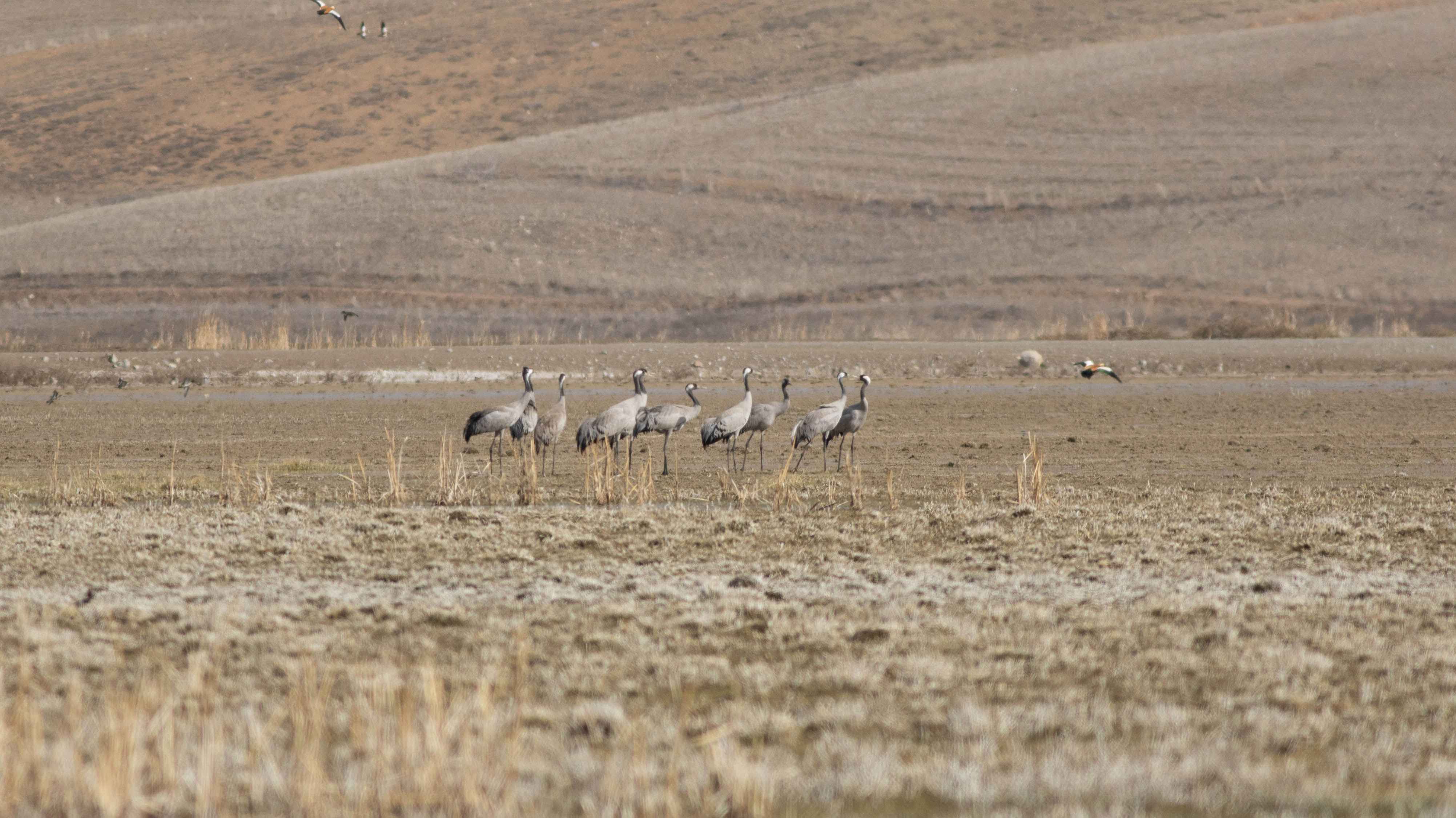 Common Crane